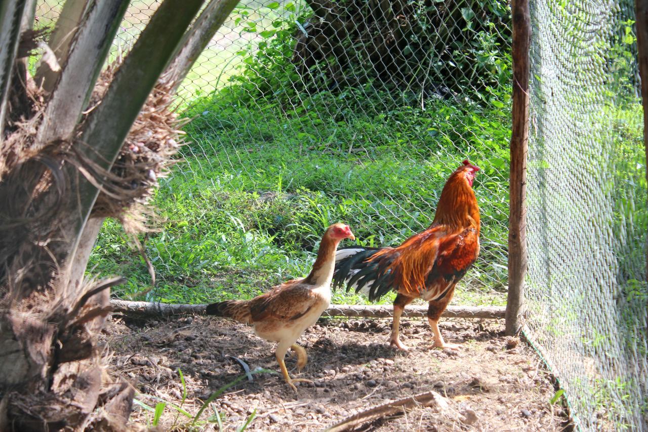 Yaoisland Resort And Farm Ко-Яо-Яй Екстер'єр фото