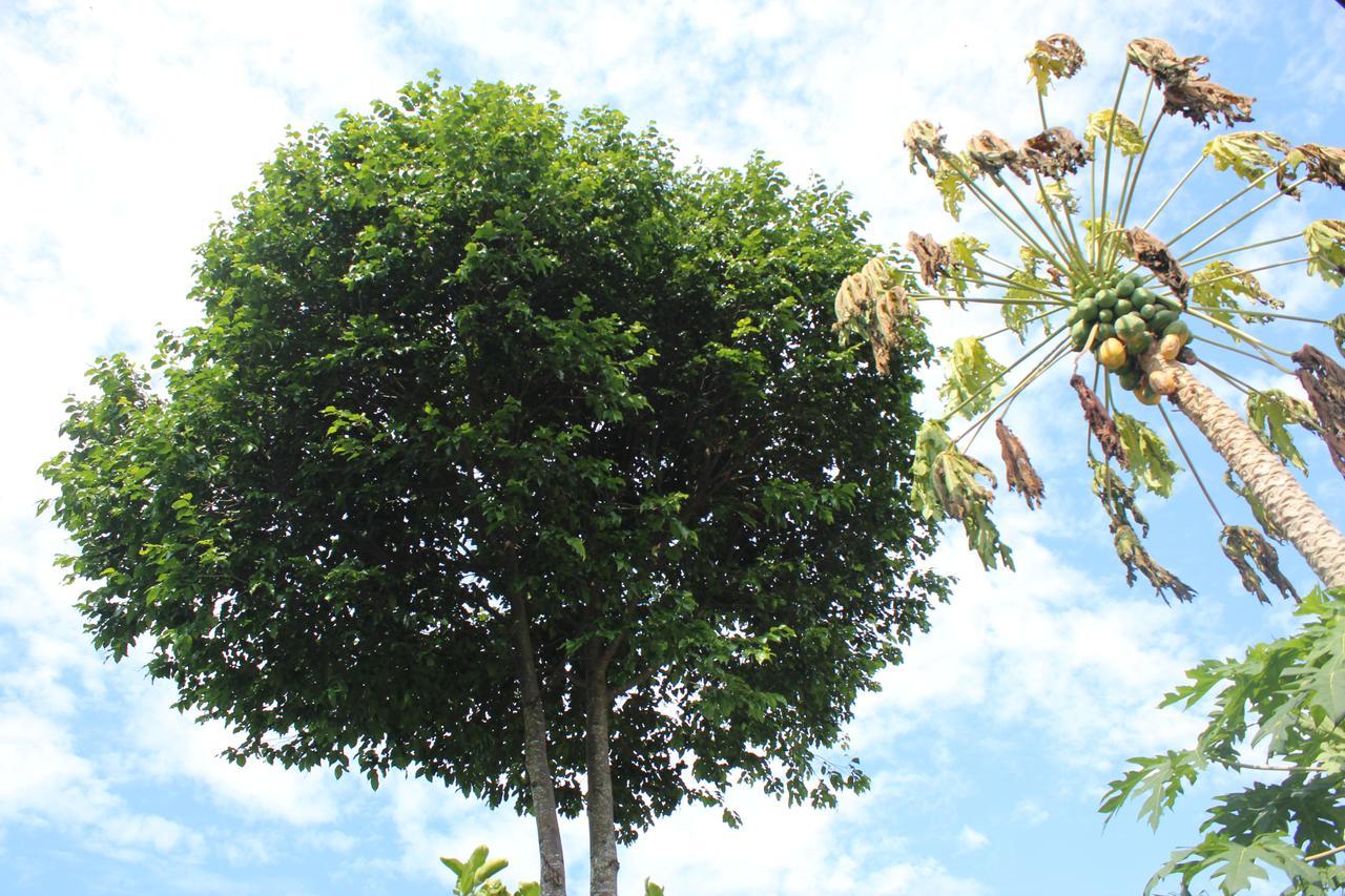 Yaoisland Resort And Farm Ко-Яо-Яй Екстер'єр фото