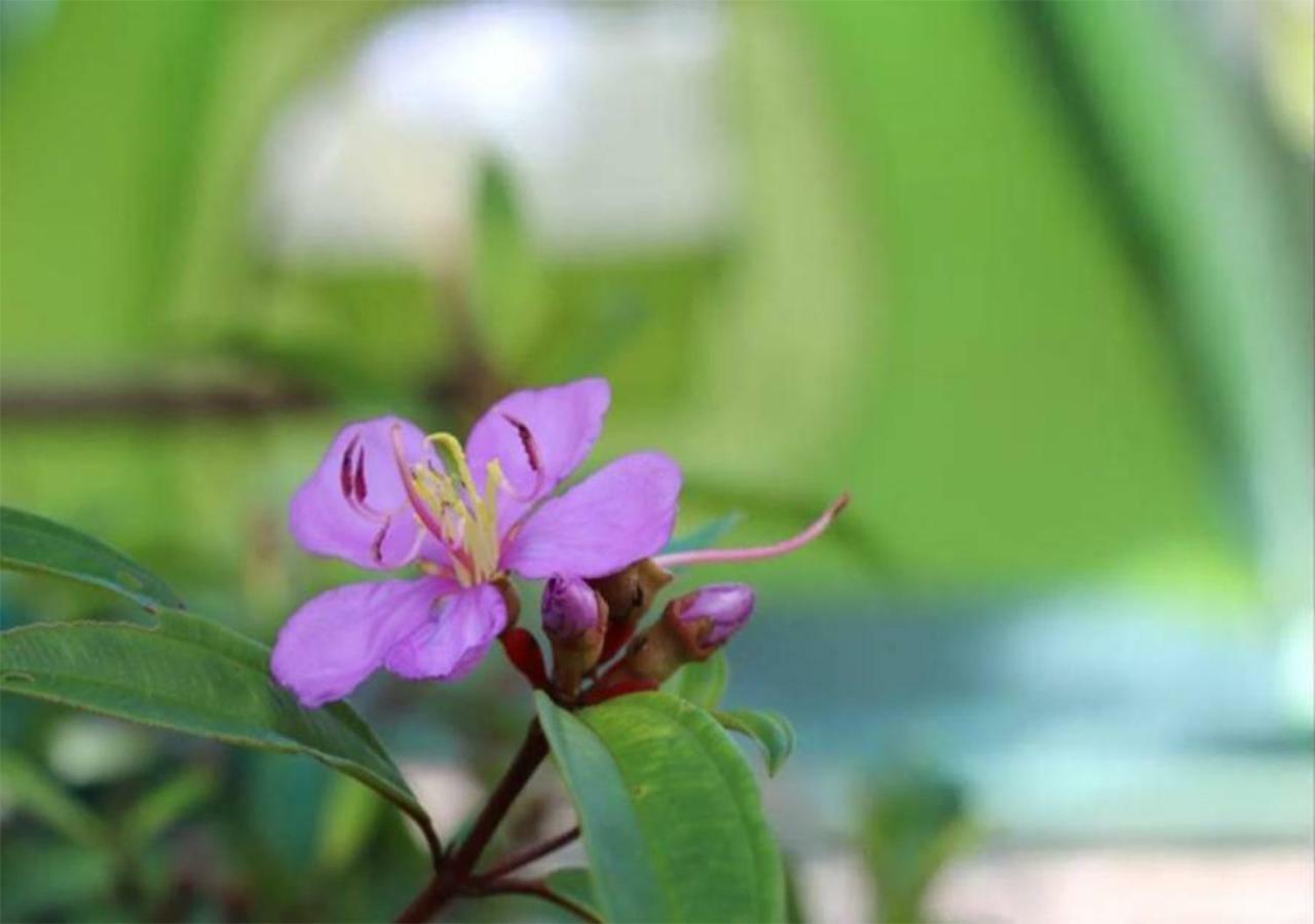 Yaoisland Resort And Farm Ко-Яо-Яй Екстер'єр фото
