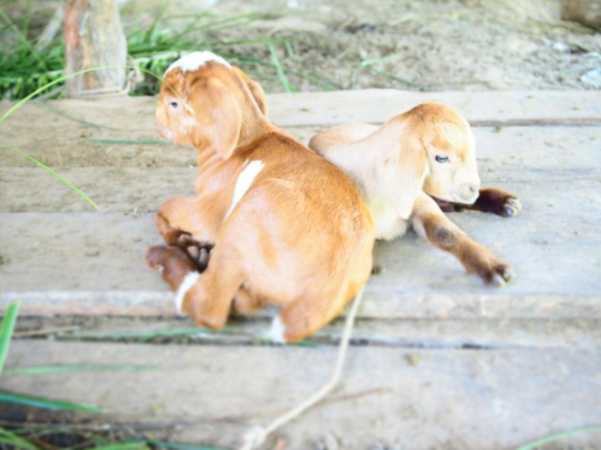 Yaoisland Resort And Farm Ко-Яо-Яй Екстер'єр фото